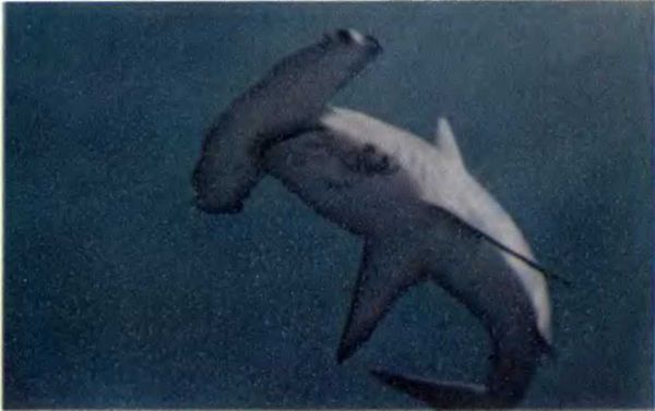 Жак-Ив Кусто, Филипп Кусто - Чтобы не было в море тайн