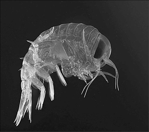 Анатолий Бернацкий - 100 великих тайн океана