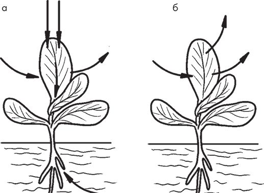 Сергей Кашин - Овощи, ягоды, фрукты. Умная рассада и бережное хранение