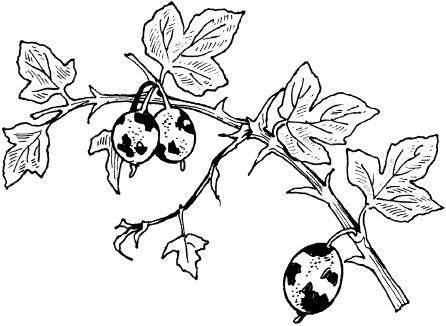 Светлана Ермакова - Календарь современного садовода. Защита сада и огорода от...