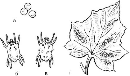 Светлана Ермакова - Календарь современного садовода. Защита сада и огорода от...