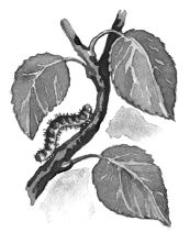 Владимир Одоевский - Городок в табакерке (сборник)