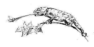 Дайан Фосси - Гориллы в тумане