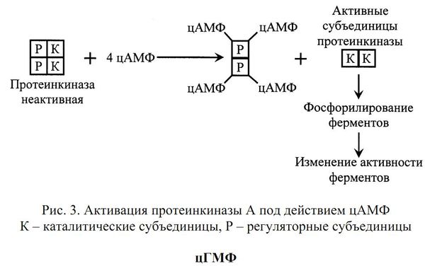 Алла Масловская - Биохимия гормонов