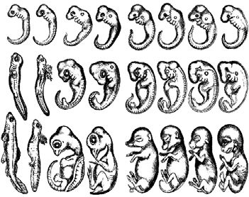 Андрей Буровский - Разные человечества