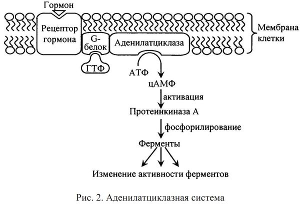 Алла Масловская - Биохимия гормонов