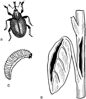 Светлана Ермакова - Календарь современного садовода. Защита сада и огорода от...