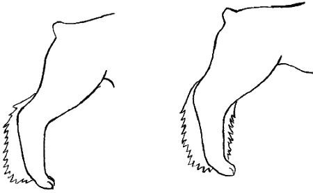 М. Колов, Е. Куприянова - Парикмахерская для собак и кошек