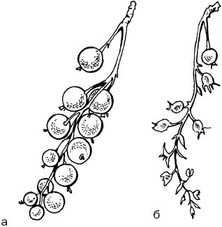 Светлана Ермакова - Календарь современного садовода. Защита сада и огорода от...