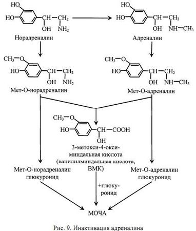 Алла Масловская - Биохимия гормонов