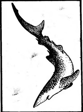 Жак-Ив Кусто, Филипп Кусто - Чтобы не было в море тайн