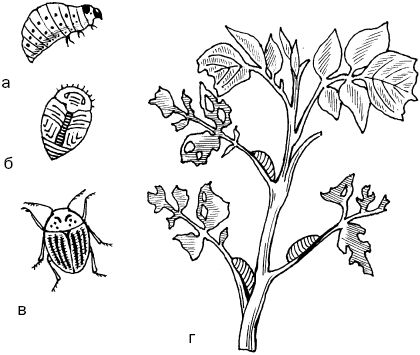 Светлана Ермакова - Календарь современного садовода. Защита сада и огорода от...
