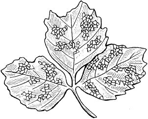 Светлана Ермакова - Календарь современного садовода. Защита сада и огорода от...