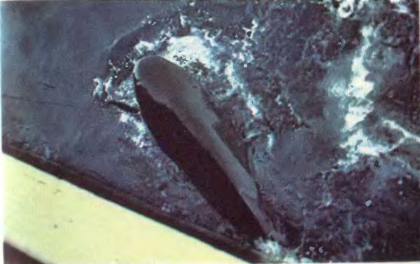 Жак-Ив Кусто, Филипп Кусто - Чтобы не было в море тайн