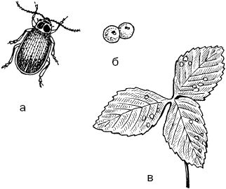 Светлана Ермакова - Календарь современного садовода. Защита сада и огорода от...
