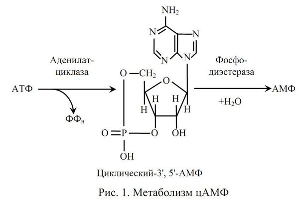 Алла Масловская - Биохимия гормонов