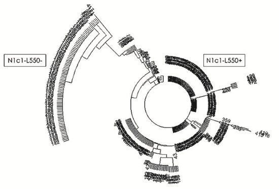 Анатолий Клёсов - Занимательная ДНК-генеалогия. Новая наука дает ответы
