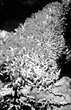 Анатолий Бернацкий - 100 великих тайн океана