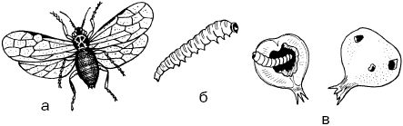 Календарь современного садовода. Защита...