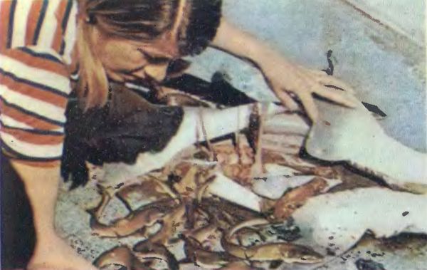 Жак-Ив Кусто, Филипп Кусто - Чтобы не было в море тайн