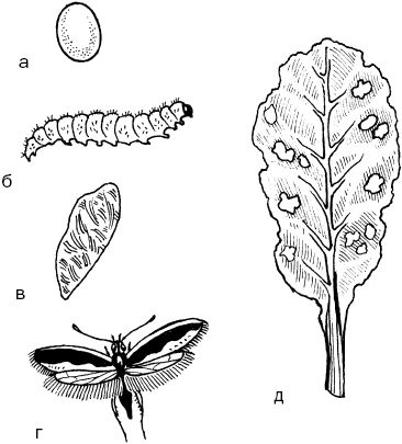 Светлана Ермакова - Календарь современного садовода. Защита сада и огорода от...