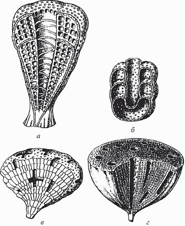 Кирилл Еськов - Удивительная палеонтология. История земли и жизни на ней