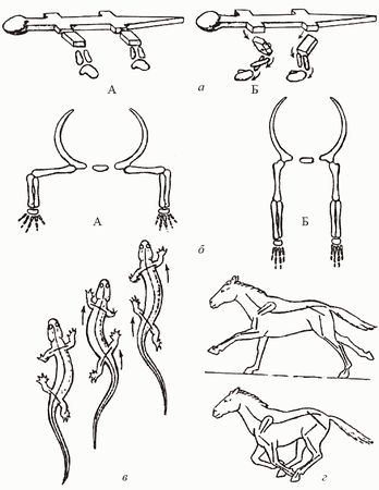 Кирилл Еськов - Удивительная палеонтология. История земли и жизни на ней