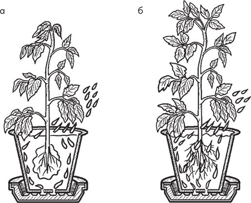 Сергей Кашин - Овощи, ягоды, фрукты. Умная рассада и бережное хранение