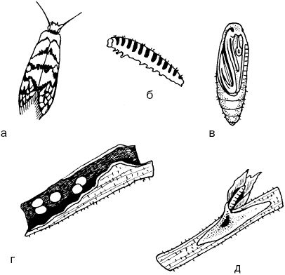 Светлана Ермакова - Календарь современного садовода. Защита сада и огорода от...