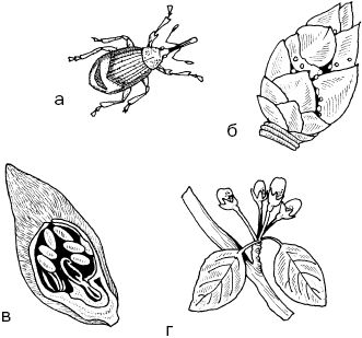 Светлана Ермакова - Календарь современного садовода. Защита сада и огорода от...