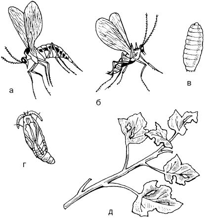 Светлана Ермакова - Календарь современного садовода. Защита сада и огорода от...