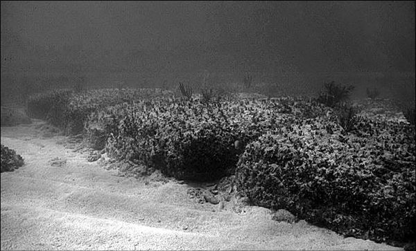 Анатолий Бернацкий - 100 великих тайн океана