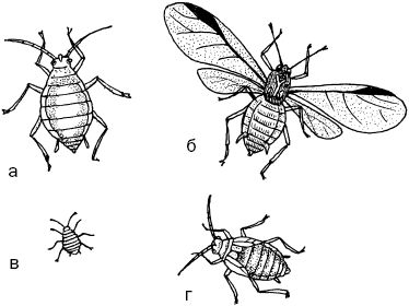 Светлана Ермакова - Календарь современного садовода. Защита сада и огорода от...