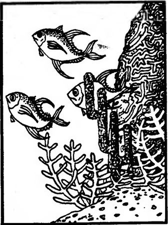 Жак-Ив Кусто, Филипп Кусто - Чтобы не было в море тайн