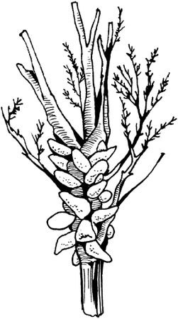 Светлана Ермакова - Календарь современного садовода. Защита сада и огорода от...