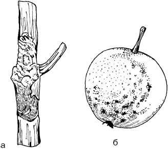 Светлана Ермакова - Календарь современного садовода. Защита сада и огорода от...