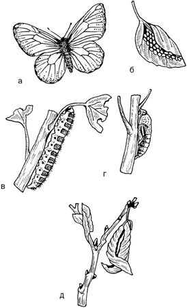 Светлана Ермакова - Календарь современного садовода. Защита сада и огорода от...