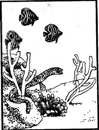 Жак-Ив Кусто, Филипп Кусто - Чтобы не было в море тайн