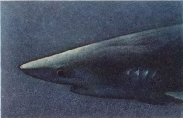 Жак-Ив Кусто, Филипп Кусто - Чтобы не было в море тайн