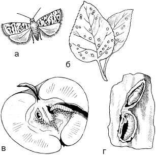 Светлана Ермакова - Календарь современного садовода. Защита сада и огорода от...