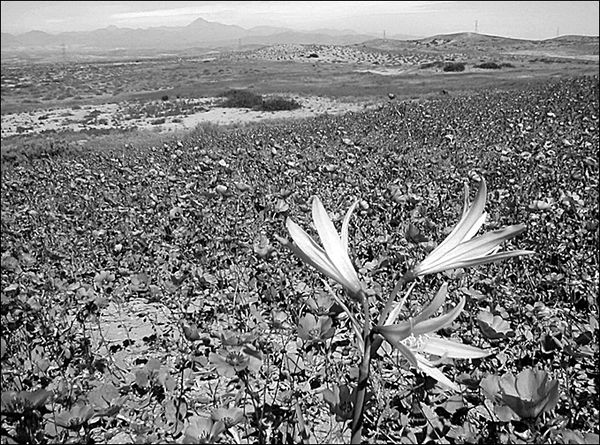 Анатолий Бернацкий - 100 великих тайн океана