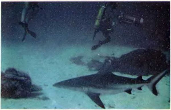 Жак-Ив Кусто, Филипп Кусто - Чтобы не было в море тайн