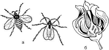 Светлана Ермакова - Календарь современного садовода. Защита сада и огорода от...