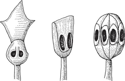 Александр Доманин - Монгольская империя Чингизидов