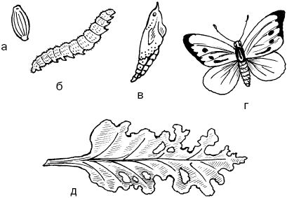 Светлана Ермакова - Календарь современного садовода. Защита сада и огорода от...