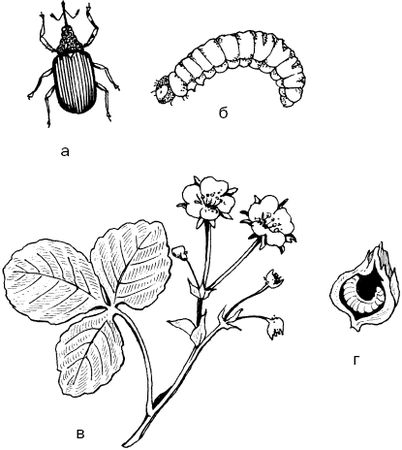 Светлана Ермакова - Календарь современного садовода. Защита сада и огорода от...