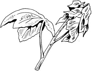 Светлана Ермакова - Календарь современного садовода. Защита сада и огорода от...