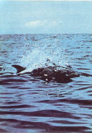 Жак-Ив Кусто, Филипп Кусто - Чтобы не было в море тайн