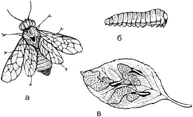 Светлана Ермакова - Календарь современного садовода. Защита сада и огорода от...
