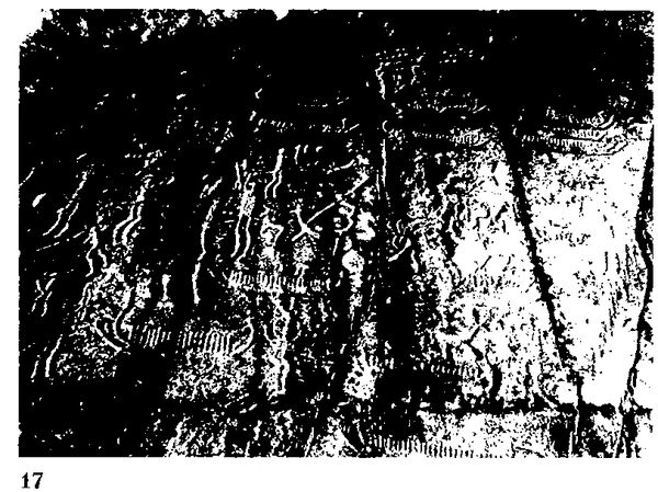 Хильда Дэвидсон - Древние скандинавы. Сыны северных богов